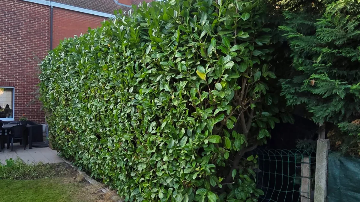 Netjes gesnoeide groene haag
